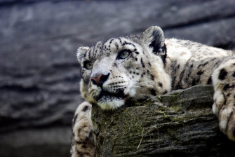 Snow Leopard HD Animals 4k Wallpaper Image Photos