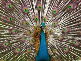 Apple iPad Air Hermosos Pavos Reales HD Wallpaper