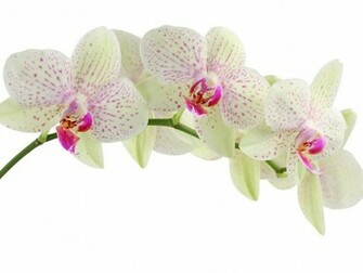 White Orchid Wallpaper Is One Of The Ornamental Plants That