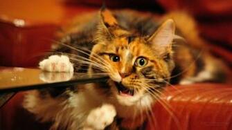 Pics Photos Image Wallpaper Funny Cat Lol Cats