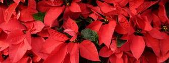 Poinsettia Wallpaper