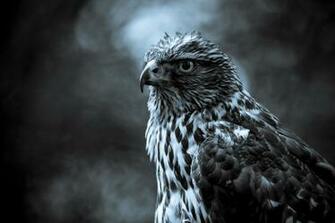 High Definition Wallpaper