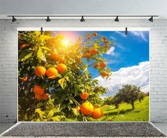 Amazon Leyiyi Photography Background Orange Plantation