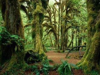 Forest HD Wallpaper Background Image