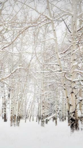 Trees Winter Landscape iPhone Plus HD Wallpaper Ipod