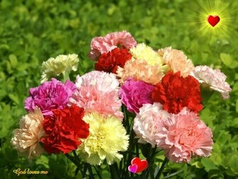 God Wallpaper Colorful Carnation