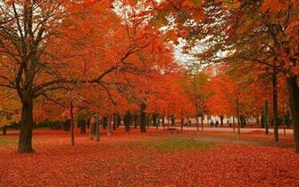 Fall Maple Trees Wallpaper Galleryhip The