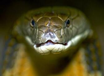 Cobra Snake Wallpaper HD In Animals Imageci