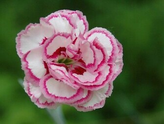 Flowers For Flower Lovers Carnation Wallpaper