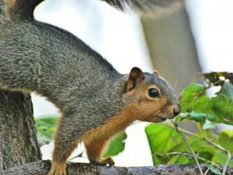 Beautiful Wallpaper Squirrels