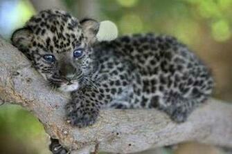 We Love All Animals Care2 Groups Pets