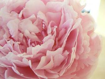 Peony Wallpaper
