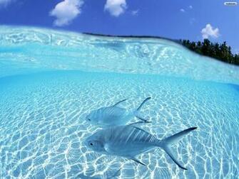 Fish Wallpaper Pack Cute Girls Celebrity