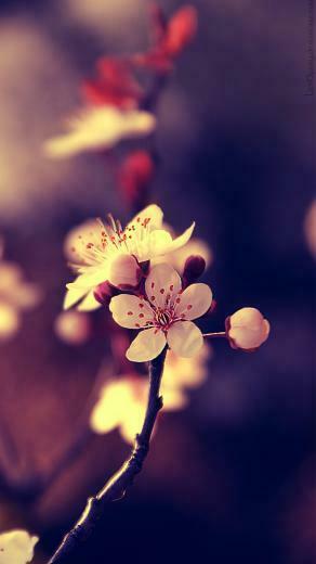 Beautiful Wallpaper For Mobile Phone