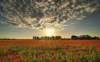 HD Field Of Poppies Wallpaper