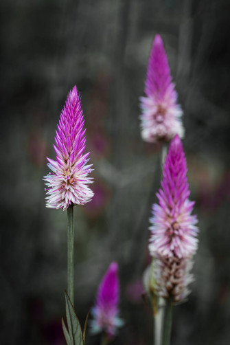 Flower Android Wallpaper