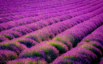 Purple Flower Wallpaper HD Net