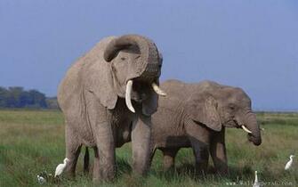 Two Elephants Animal Wallpaper Windows