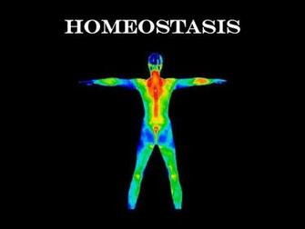 Homeostasis Ppt