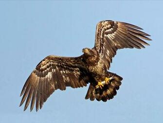 Wallpaper Juvenile Bald Eagle