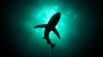 Shark HD