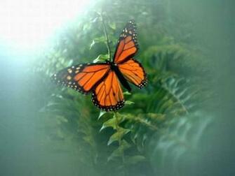 Butterfly Wallpaper Butterflies