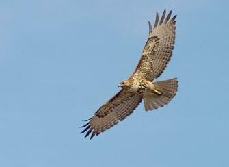 The Scc Bird Nerd Red Tailed Hawk