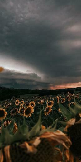 Pam On My Love Of Sunflowers With Image Sunflower