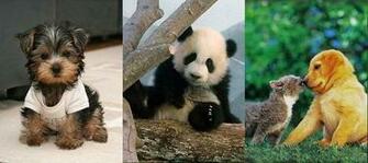 Dog Panda And Cat Darkness Terror Evil Cards Crazy Dogs
