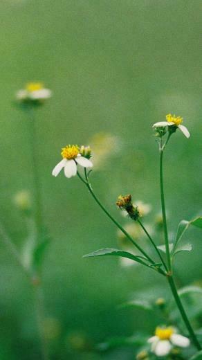 Fresh Spring Daisies iPhone Wallpaper HD