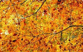 Wallpaper Provides Original Autumn Fall Desktop For