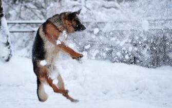 Dog Animal Snow White Winter
