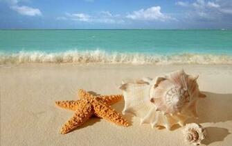 Starfish Seashells Beach Sand Wallpaper All