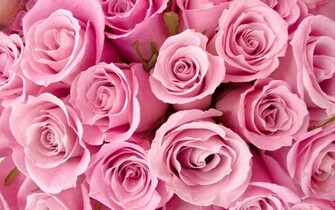 Pretty Pink Roses Wallpaper Color Photo