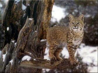 Bobcat Wallpaper Background