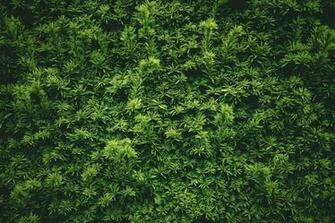 Bush Pictures HD Image