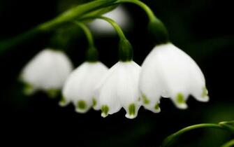 White Lilies Wallpaper Wall4ever