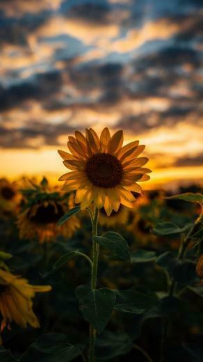 Sunflower Background Wallpaper Background