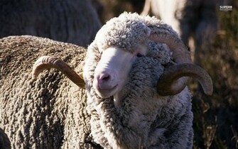 Merino Sheep HD Wallpaper
