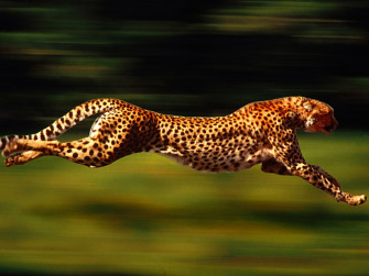 Running Wallpaper