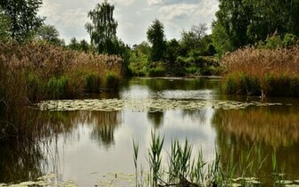 Pond Wallpaper