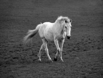 Cute White Horse Wallpaper Imgkid The Image