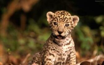 Cute Baby Tiger Wallpaper Magz