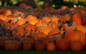 Wallpaper Pumpkin