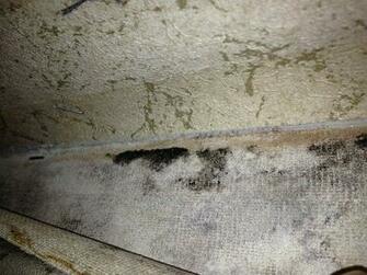 Hampton Inn Scottsburg Room Black Mold Behind Taped Wall Paper