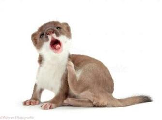 Young Stoat Photo Wp28117