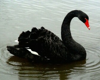 Pictures Black Swan Birds Best On Your Desktop Wallpaper