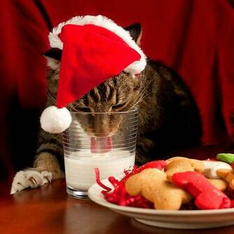 iPad Wallpaper Christmas Pets