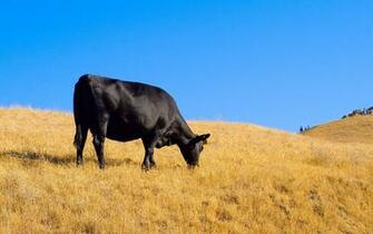 Cow Wallpaper