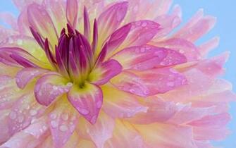 Charming Feminine Pink Flowers HD Wallpaper Flower